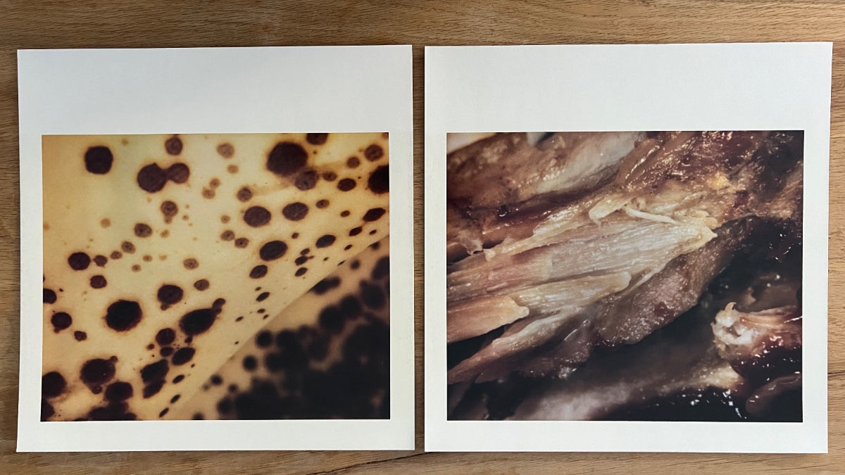 Pearl Jam - No Code / 1. EU-Press. 1996 - (M-/M-)